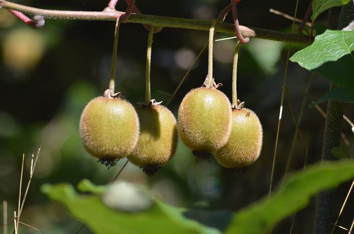 Verger de Kiwis - Domaine de la Poterie